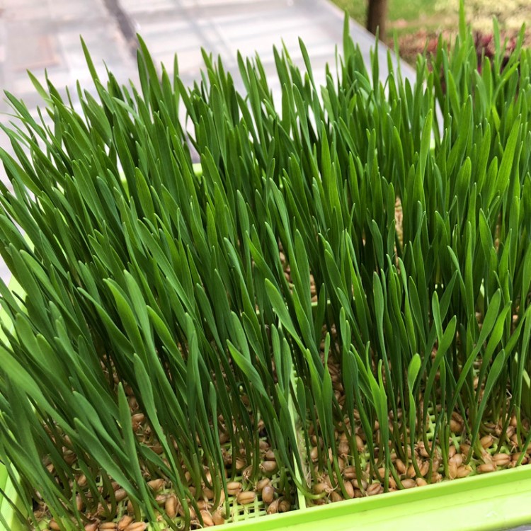 貓草盒麥草無(wú)土栽培水培盒貓草種子貓咪化毛催吐毛球小套裝