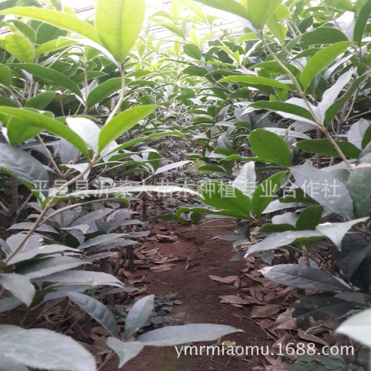 流蘇嫁接桂花 紅花丹桂 金桂 四季桂 銀桂花樹苗 沉香桂基地直銷