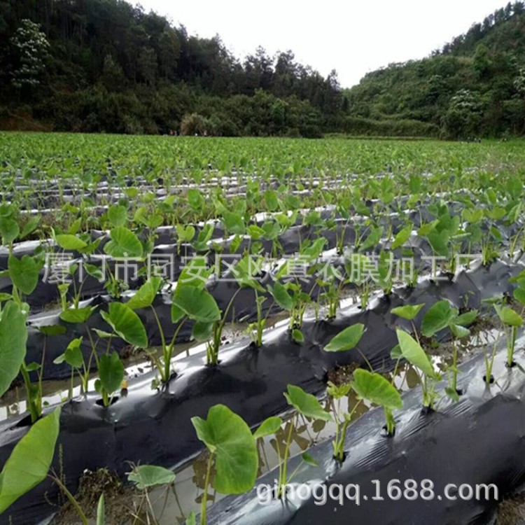 廠家生產(chǎn)供應(yīng)福建漳州圓孔黑色地膜  除草保濕農(nóng)用薄膜 塑料農(nóng)膜