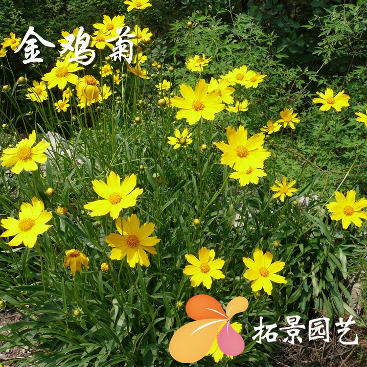 批發(fā)大花金雞菊種子 多年生草花種子 庭院花海宿根草本花卉花籽