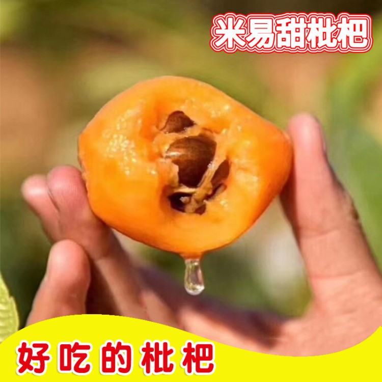 特大果現(xiàn)貨攀枝花米易枇杷 新鮮水果非蒙自枇杷現(xiàn)摘現(xiàn)發(fā)