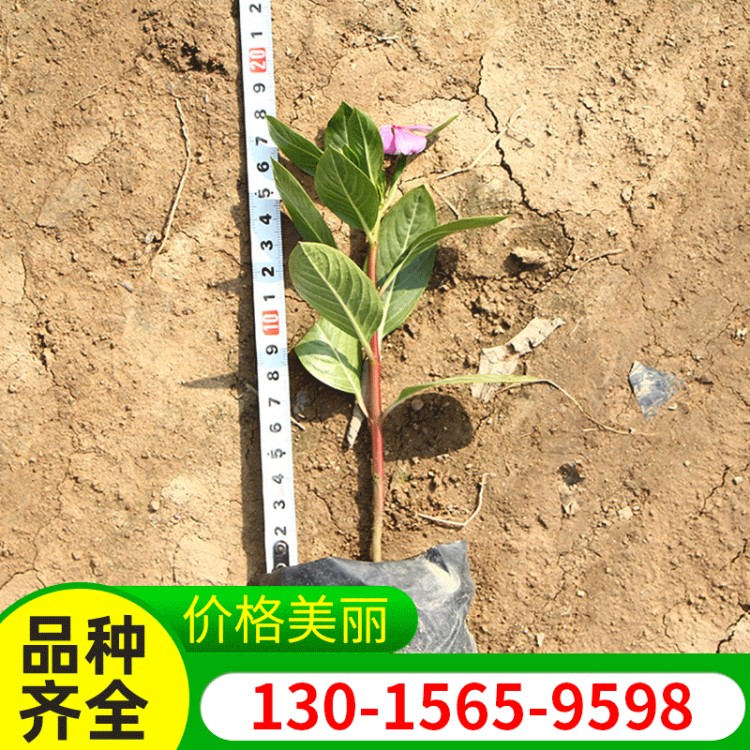 多年生草本绿植长春花批发 盆栽观赏植物 园林观赏长春花苗