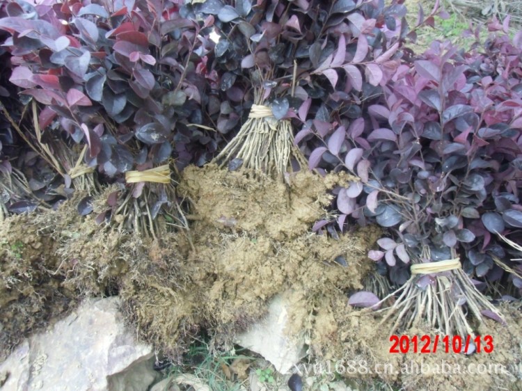 【綠化苗木直銷】紅繼木小苗，高度、規(guī)格不一的雙面紅桎木小苗。