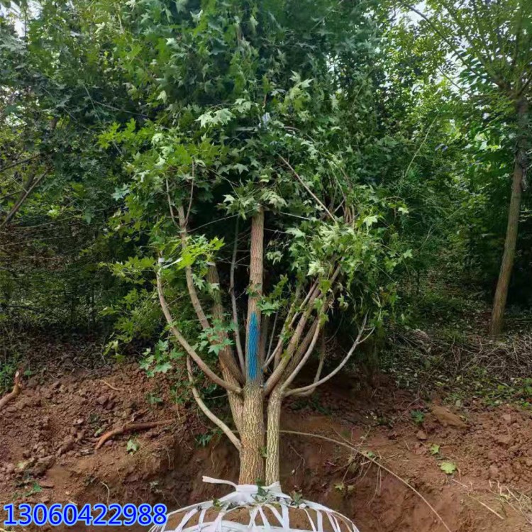 供應(yīng)園林風(fēng)景樹元寶楓 苗圃直銷叢生元寶楓 優(yōu)等中等樹形可供選擇