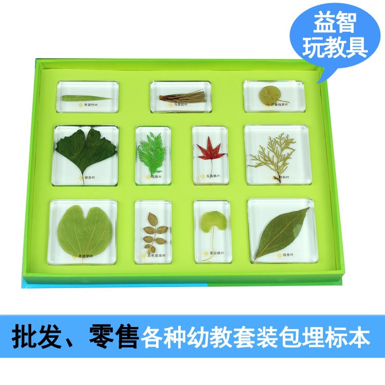人工琥珀昆蟲標本 植物標本樹脂工藝品 幼兒園早教玩具益智套裝