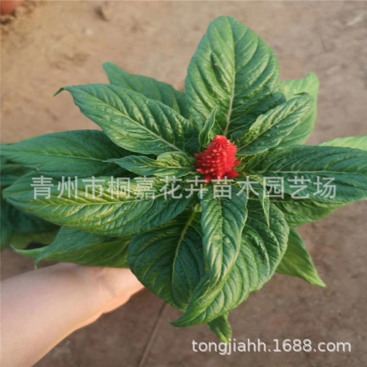 雞冠花 山東苗圃大量供應(yīng)世紀(jì)紅 一支筆 一串紅 各種時(shí)令草花