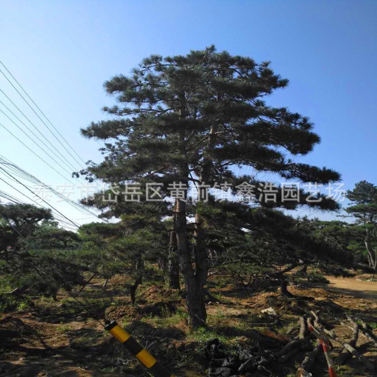 基地綠化油松 造型油松 油松盆景規(guī)格 7-8米油松 配石油松.