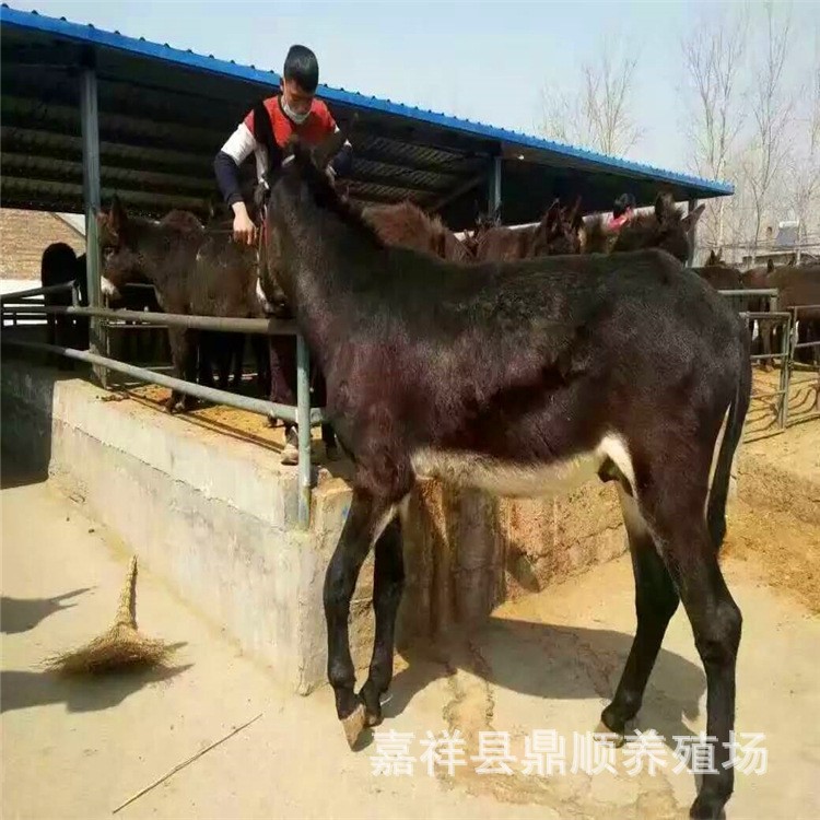 肉驢養(yǎng)殖基地出售 德州驢 驢苗 大量供應(yīng) 小驢苗常年供應(yīng)