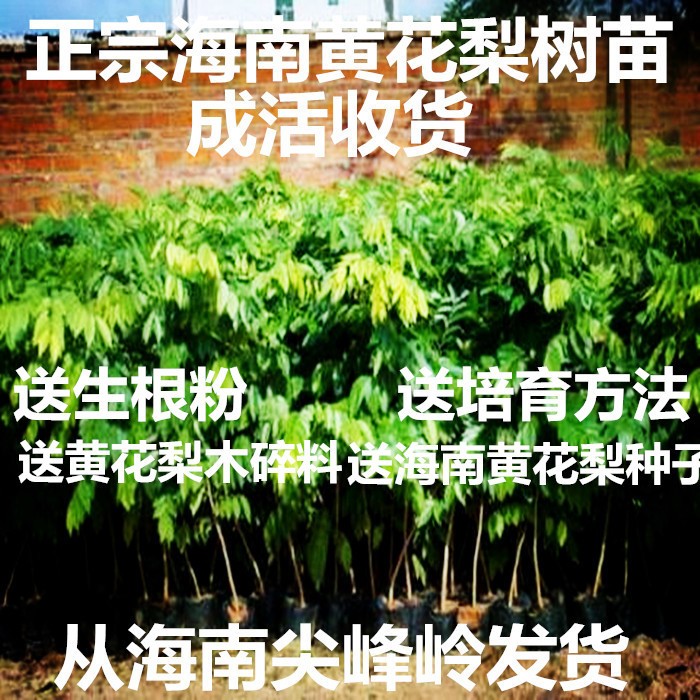 供應(yīng)海南黃花梨木苗 海南尖峰嶺黃花梨 高度55公分 海南樂東發(fā)貨