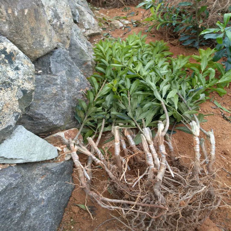 杨梅苗浙江嫁接东魁杨梅荸荠黑炭梅仙居杨梅一年生果树苗木