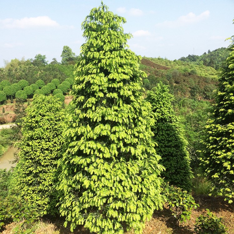 基地直供红豆杉 别墅庭院用乔木风景树 绿化苗木市政园林红豆杉