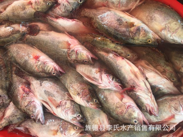 安徽黃山臭鱖魚/特產(chǎn)臭桂魚/臭鮭魚/徽州臭鱖魚/臭桂魚