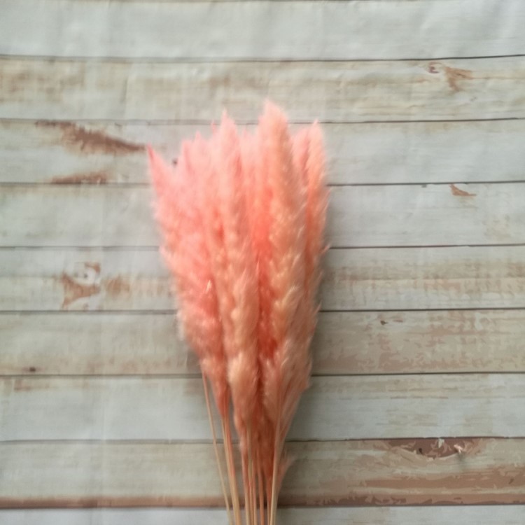 干花小蘆葦 手工制作紅色蘆葦 情人節(jié)禮物蘆葦 家居軟裝蒲葦