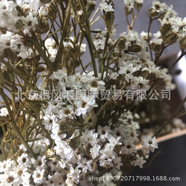 【法国白梅】干花法国白梅天然干花自然植物小雏菊白花不凋花