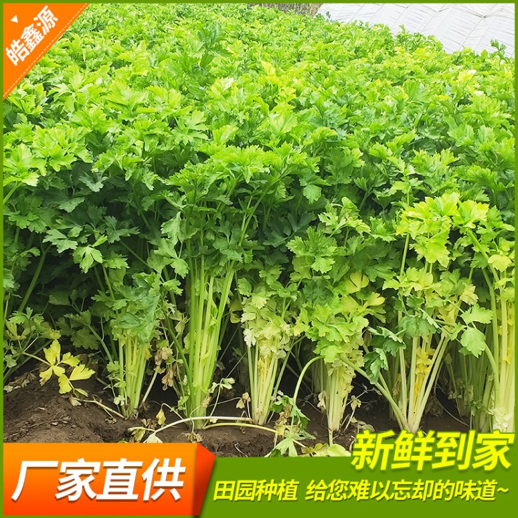 青岛平度新鲜蔬菜大量批发销售 空心芹菜西芹 一公斤起售