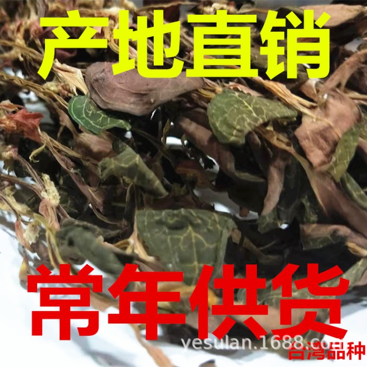 產地直銷福建特產種植金線蓮紅底大葉一件代發大貨批發