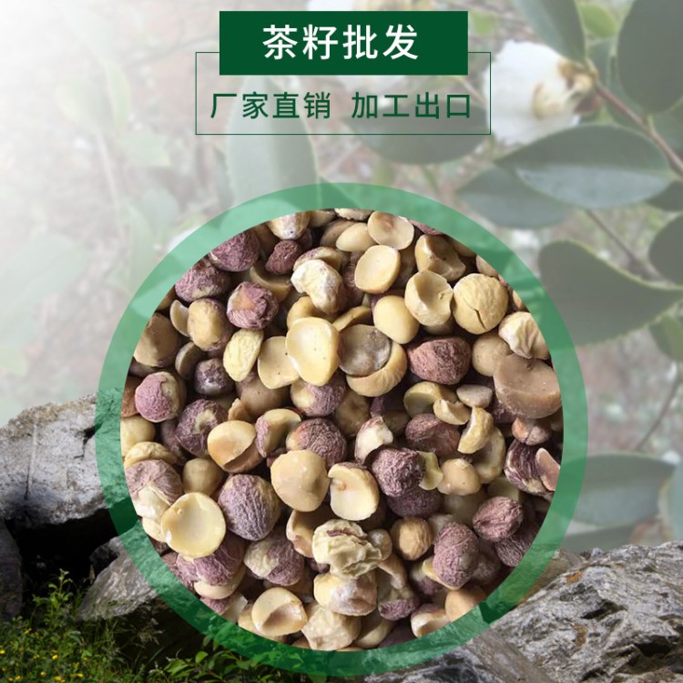 翎龍牌茶葉籽仁 青茶籽仁食品 廠家直銷營(yíng)養(yǎng)茶葉籽