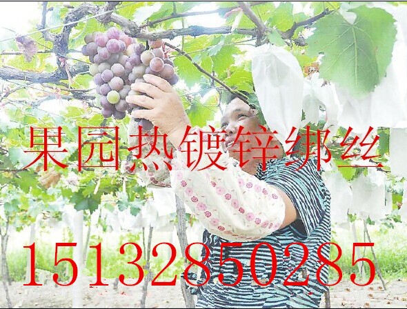 供應鍍鋅鋼絲 熱鍍鋅鋼絲 工藝品專用絲 蔬菜大棚 葡萄搭架鋼絲