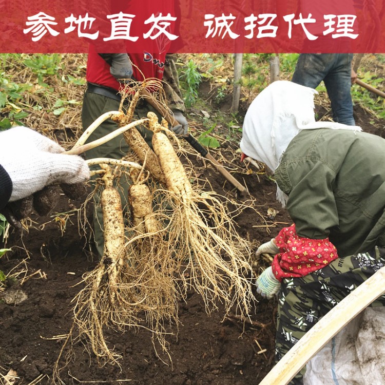 產(chǎn)地直銷 長白山新鮮人參 現(xiàn)挖帶土鮮人參 農(nóng)戶種植東北特產(chǎn)批發(fā)