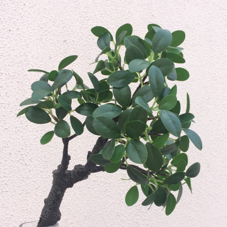 室內(nèi)仿真綠色植物盆栽綠植新中式裝飾仿真花批發(fā)仿真榕樹頭榕樹葉