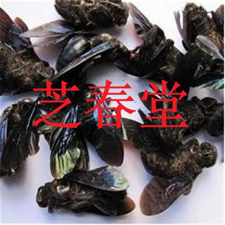 竹蜂 笛师 留师 竹蜜蜂 竹筒蜂 乌蜂 熊蜂 象蜂 统货  