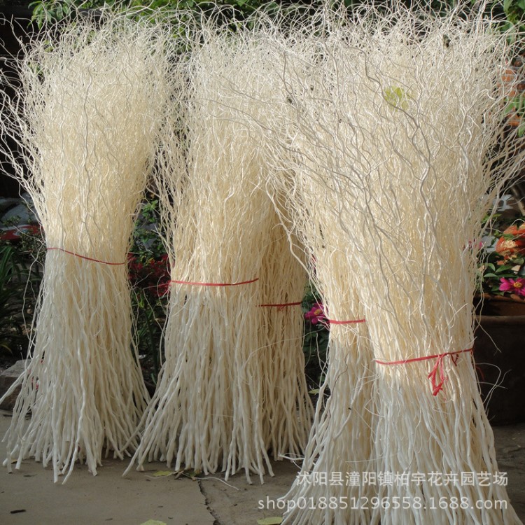 龍柳曲柳干枝干花樹枝婚慶拱門裝飾客廳落地玄關隔斷櫥窗裝飾干花