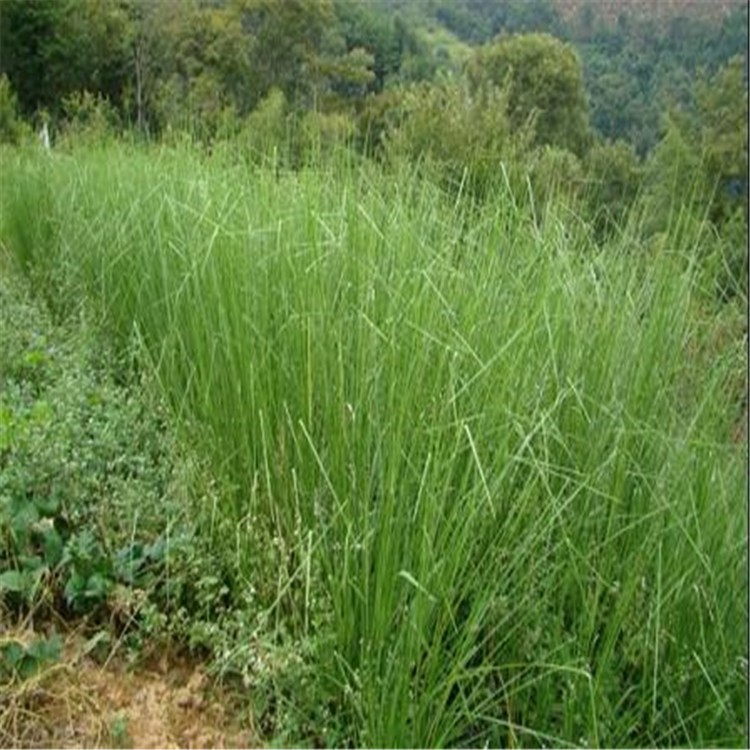 香根草種子 固土護坡草種四季青草坪種子香根草 保持水土香根草