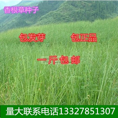 香根草種子 固土護(hù)坡草種四季青草坪種子香根草 保持水土香根草