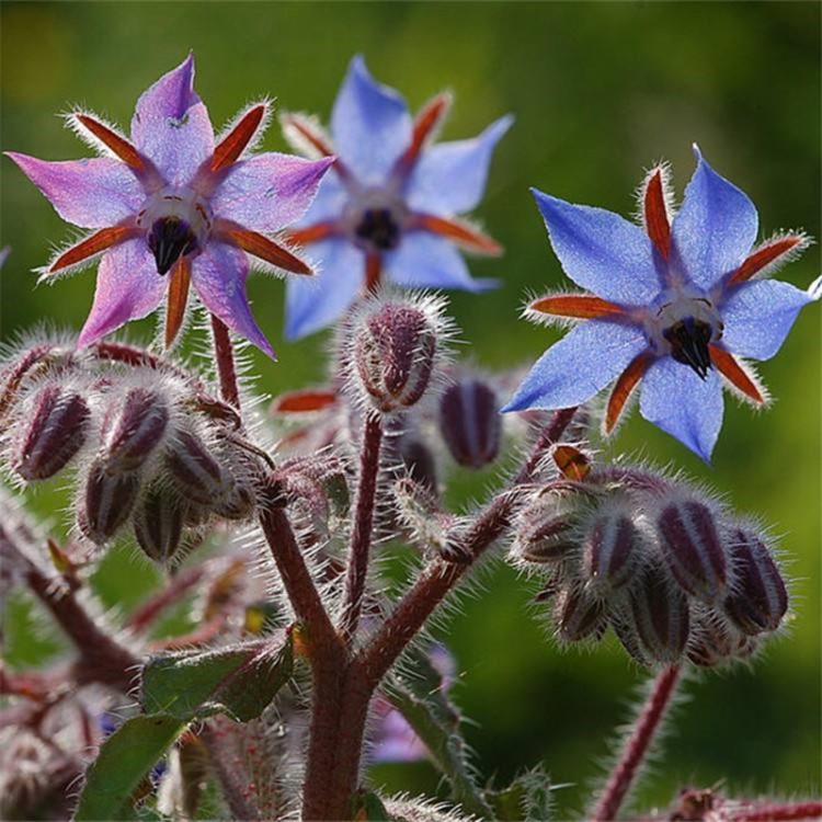 花卉种子 玻璃苣种子 琉璃苣 芳香花草 香草种子 四季播 阳台盆栽