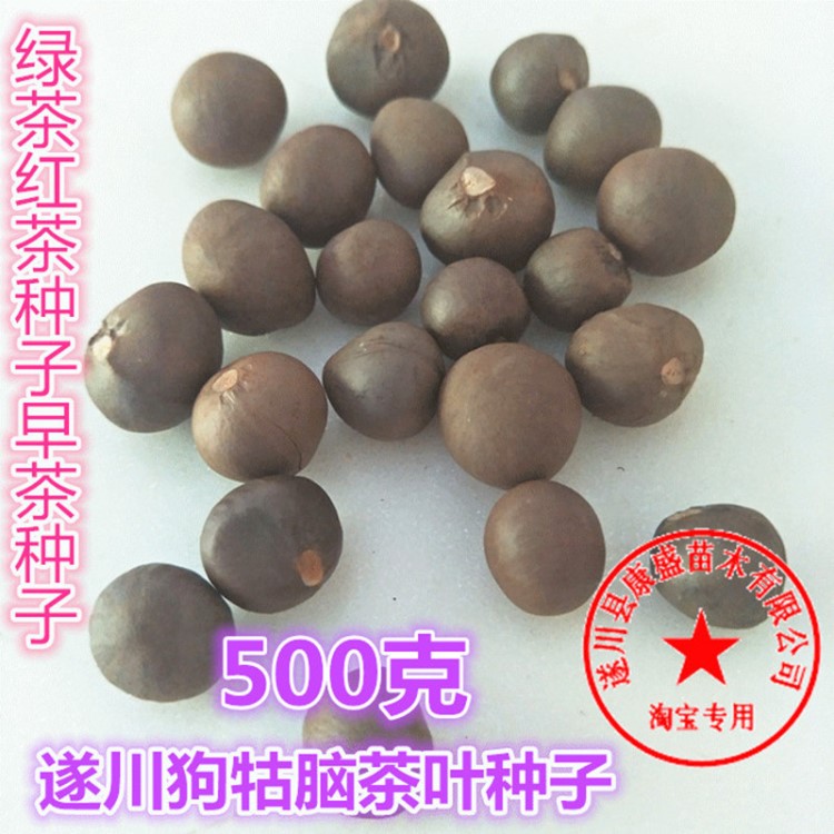 茶葉種子500克茶葉籽紅茶種子綠茶種子江西遂川狗牯腦茶葉苗