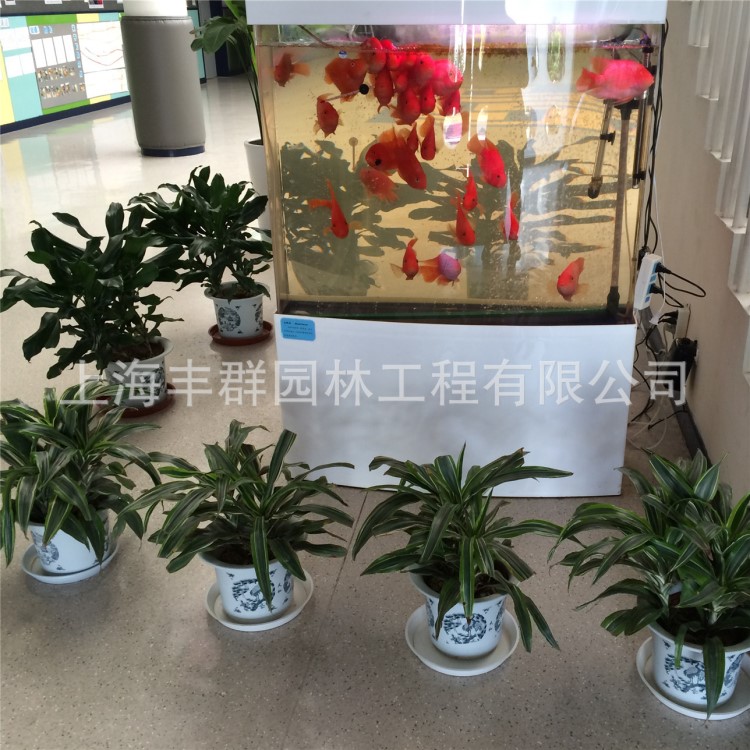 提供植物租賃 植物租擺 綠植租賃 綠植租擺 綠植養(yǎng)護(hù) 辦公室綠化