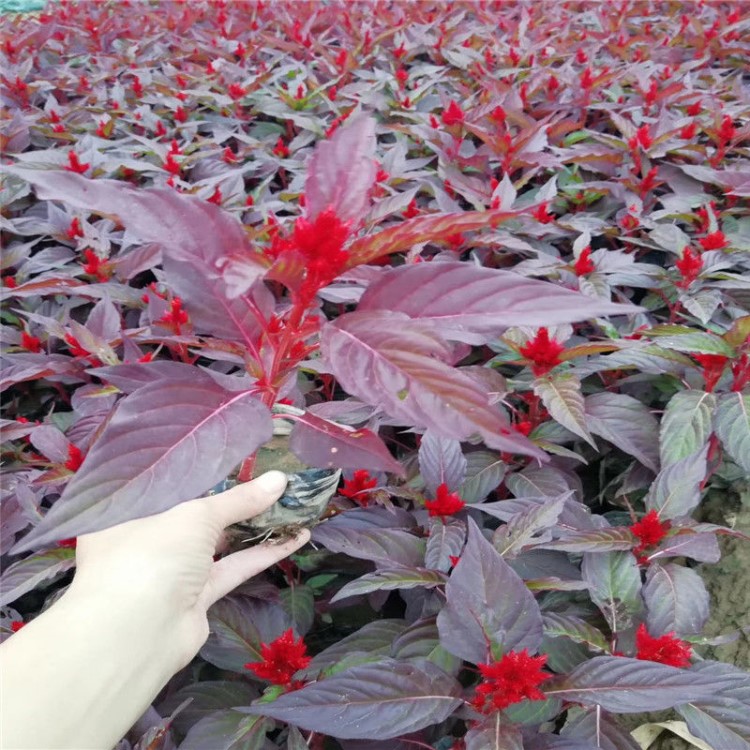 廠家直銷 紅葉一支筆花卉綠化苗木盆栽雞冠花小苗