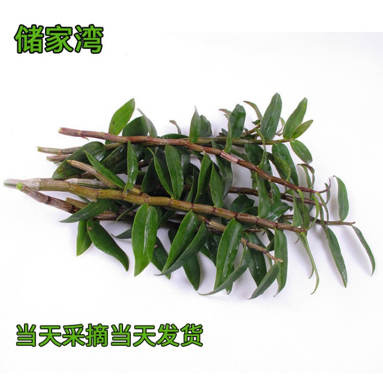 新鮮霍山鐵皮石斛鮮條特級(jí)產(chǎn)地直銷大棚科學(xué)化種植農(nóng)夫石斛