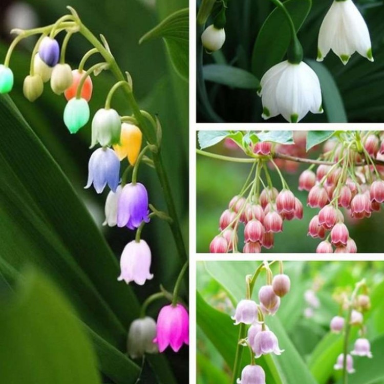 铃兰花苗盆栽浓香小型种根植物庭院室内阳台芳香花卉种子带芽球根