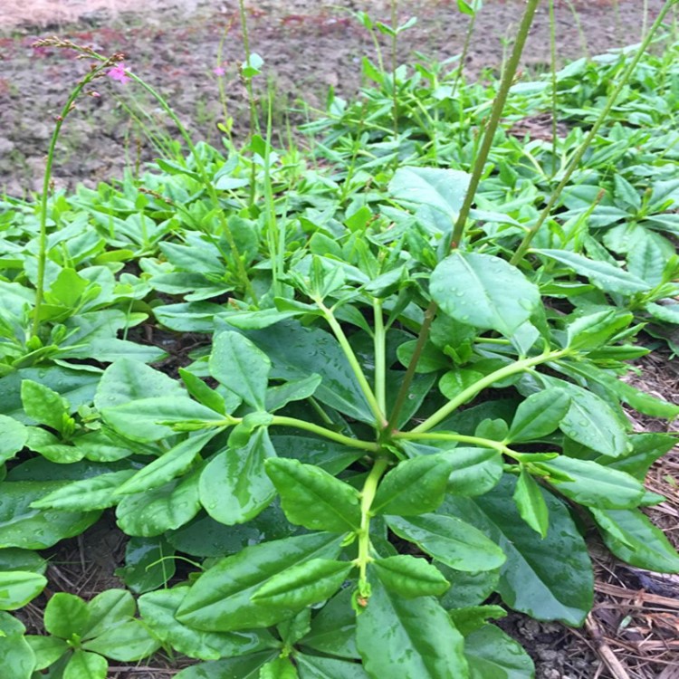 人参菜种子 土人参 高丽参 特色蔬菜 叶用人参 东洋菜 土洋参