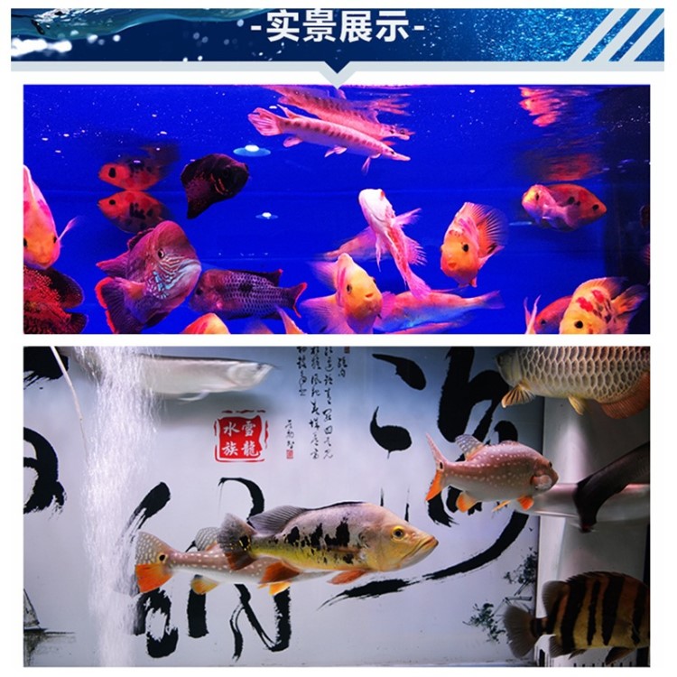 魚缸燈led燈防水 藍(lán)色 白色 紅色220v水族箱上蓋燈管照明超亮管