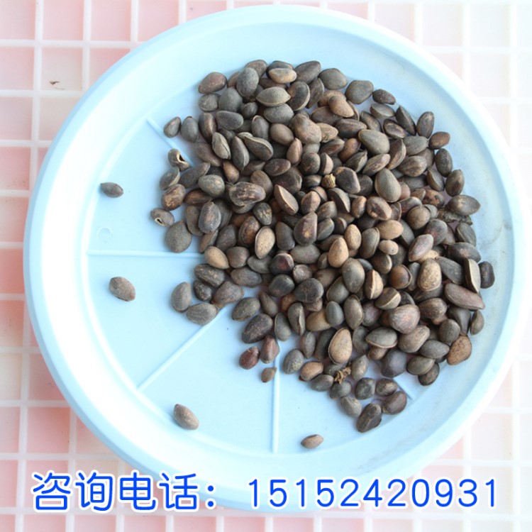 華山松 高品質新采收林木種子華山松種子 發芽率高松類種子