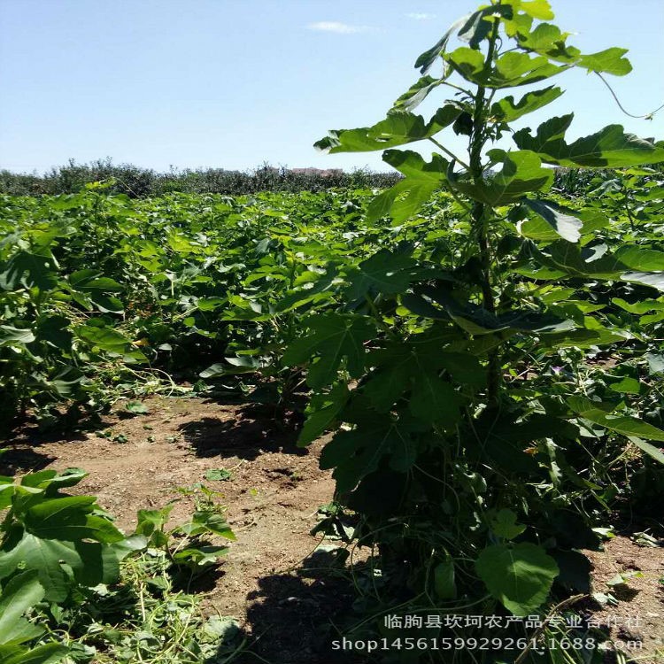 威海青皮無花果苗 無花果之鄉農場直供 指導 農業種植用苗
