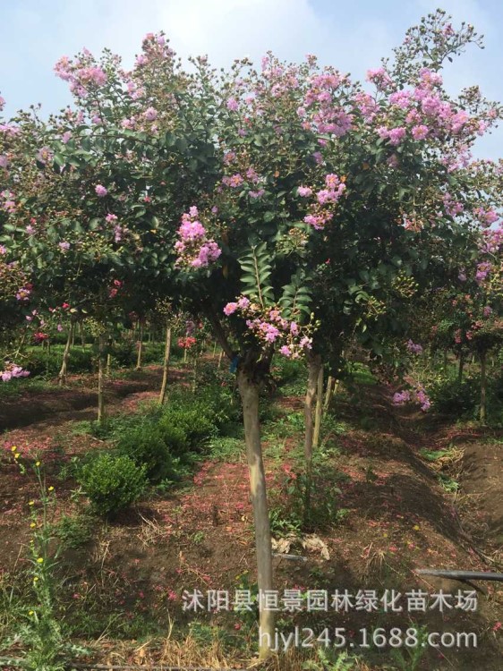 苗圃直銷大紅花紫薇 紫薇樹苗 百日紅紫薇小苗 批發價格