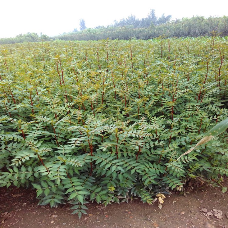 山東大紅袍花椒苗 大棚香椿苗