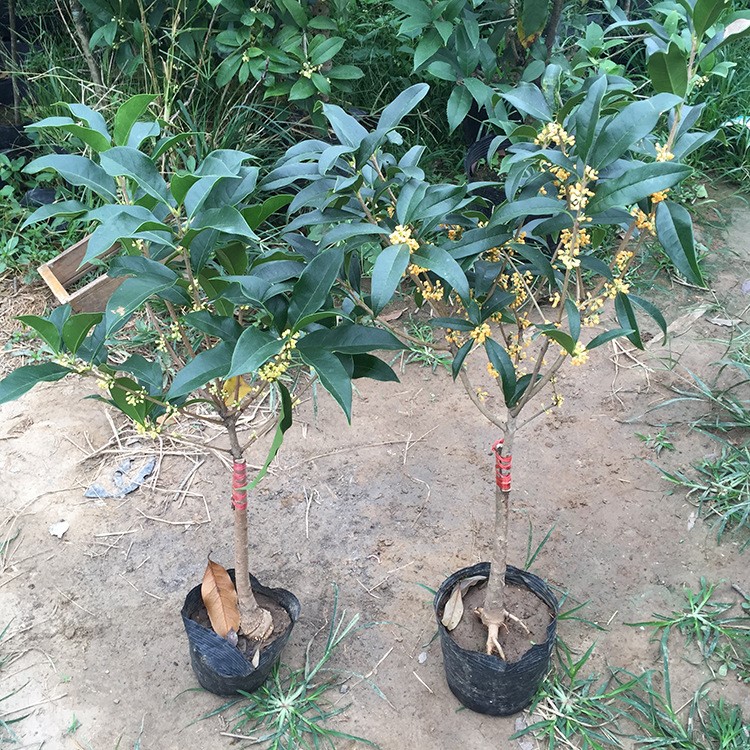 盆栽四季桂花嫁接苗 桂花樹苗 庭院陽臺(tái)香型花卉老樁金桂八月桂花