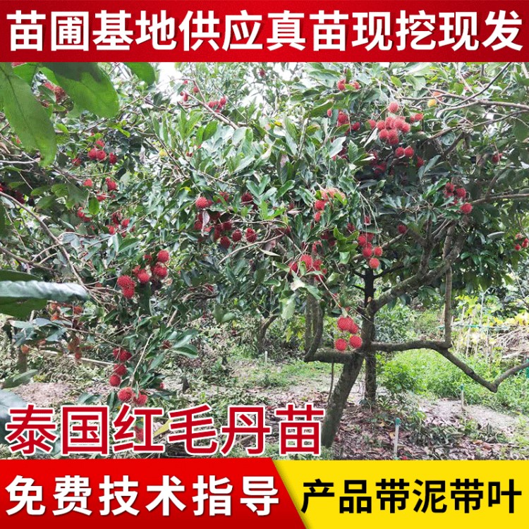 泰國(guó)品種紅毛丹新鮮水果荔枝 果肉透明汁多肉脆爽甜批發(fā)