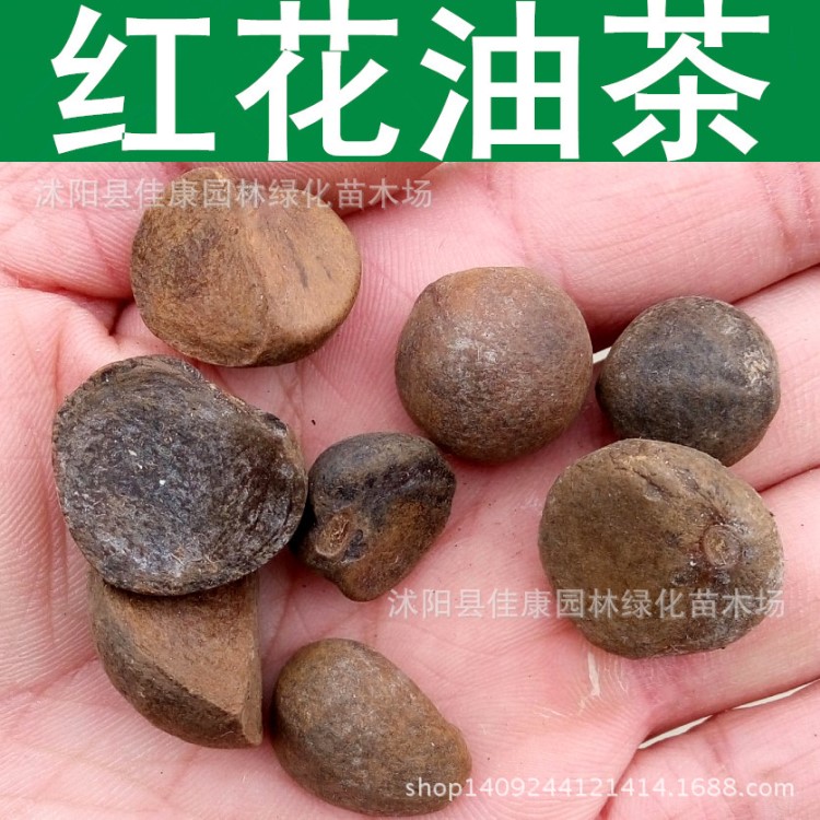 林木種子 新采油茶種子 紅花大果油茶種子 油料經(jīng)濟(jì)樹種 產(chǎn)油多