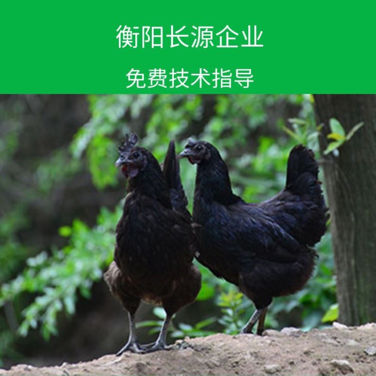 廠家直銷五黑雞苗 烏骨雞苗 綠殼蛋雞苗 散養(yǎng)黑烏雞苗批發(fā)