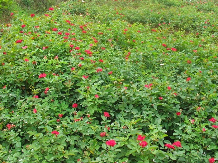 苗圃基地低价出售 月季花 庭院阳台绿化苗木 多品种 现货供应