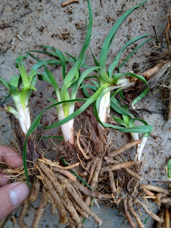 黃花菜種苗，忘憂草，宣草