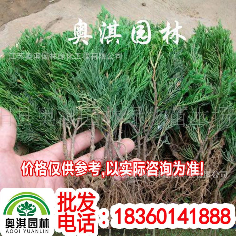 直銷供應綠化苗木 龍柏小苗-龍柏-龍柏扦插苗-龍柏嫁接苗-龍柏苗