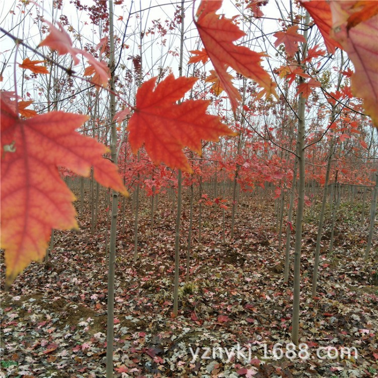 銷售日本紅楓 美國(guó)紅楓扦插苗 價(jià)格合理 量大從優(yōu) 銀莊苗木產(chǎn)地