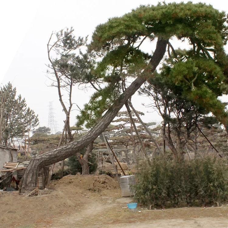 園林小區(qū)造型泰山松黑松油松 造型樹苗綠化苗木美景黑松廠家批發(fā)