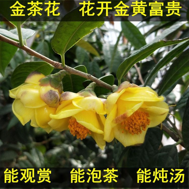 防城金花茶樹苗金茶花盆栽苗野生特級金黃色花室內(nèi)外四季花卉綠植